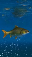 The rabbit is fishing for a fish in the river.