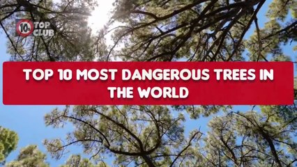 Top 10 Most DANGEROUS TREES in The World _ Deadlist Trees - Top10sClub
