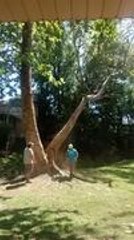 Tree Cutter's Quick Reflexes Save His Legs From Falling Log