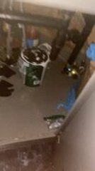 Person Gets Surprised as Raccoon Emerges Instead of Cat From Trailer