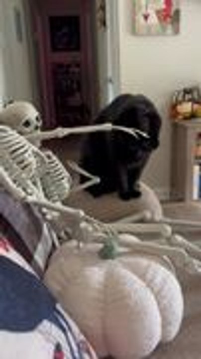 Curious Cat Approaches Skeleton for Some Affection