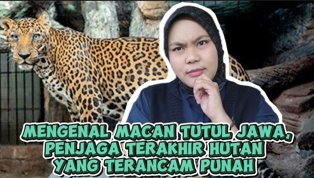 Mengenal Macan Tutul Jawa, Sang Penjaga Terakhir Hutan yang Kini Terancam Punah