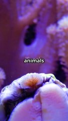The World’s Deadliest Snail | Nature’s Silent Killer 🐌☠️