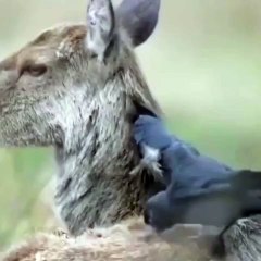 Birds collecting fur to build their nest…😊