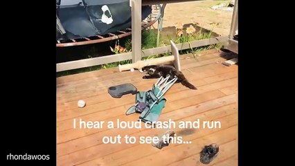 Cats So Overdramatic, They Deserve an Oscar! 😂 Funny CAT Videos 2025