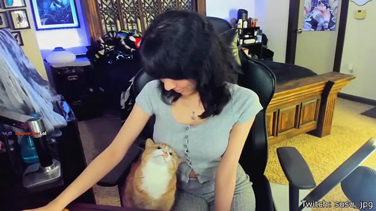 Best Cat Videos of the Decade