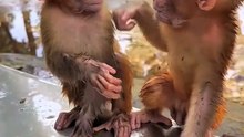 funny baby monkey fight 🐒😂