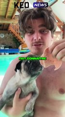 CE CHIEN ALBERT EST COMPLETEMENT FOU SUR SNAPCHAT AVEC CYRIL SCHR 🤣🤣