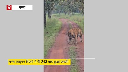 पन्ना टाइगर रिजर्व में बाघ का फूटा सिर, निकली चमड़ी, फिर भी मदमस्त चाल में नहीं कोई कमी