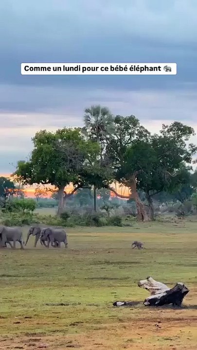 Avec ses petites pattes et son grand cœur, ce jeune éléphant s’aventure pas à pas dans l’immensité sauvage. Avec @jackswynnerton