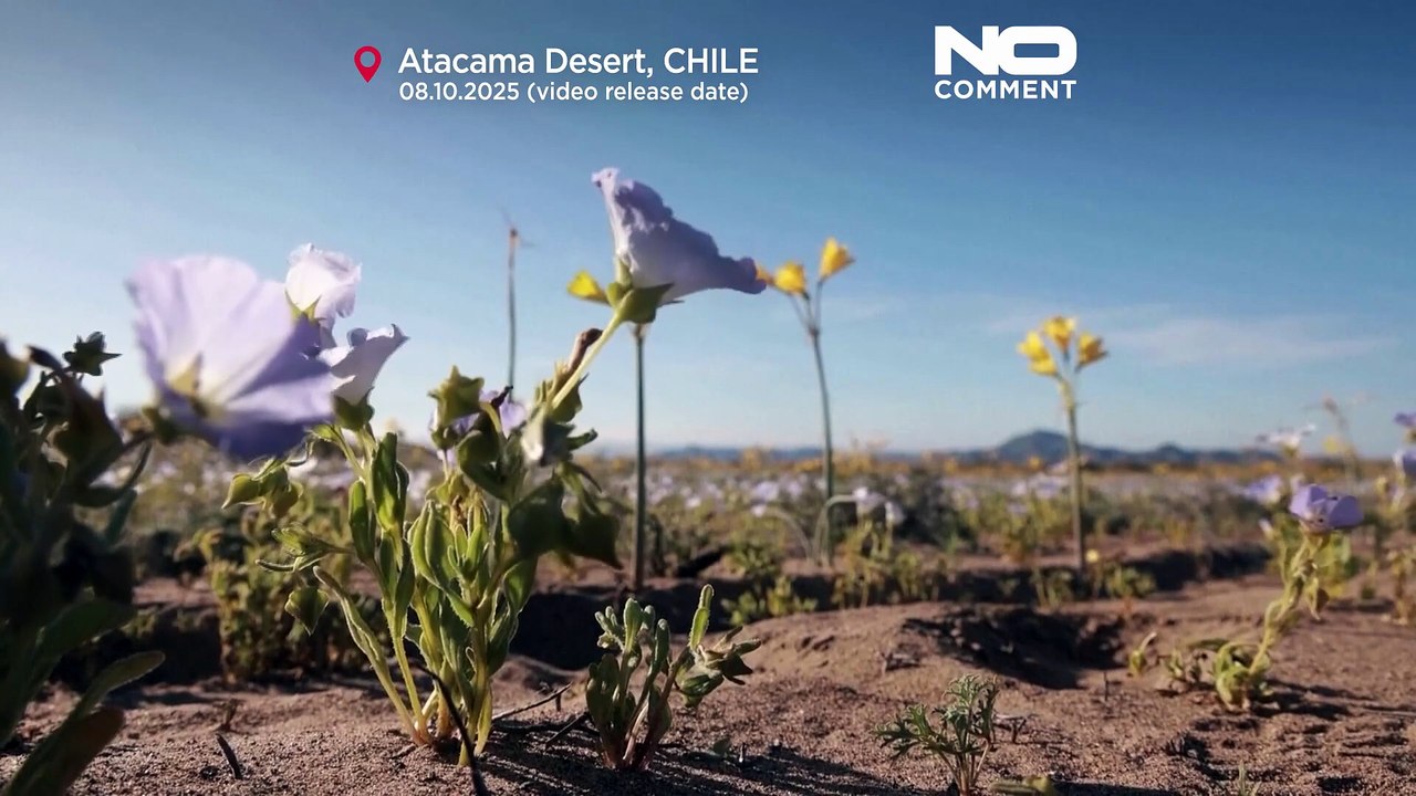 Chiles atacama-wüste blüht nach seltenen winterregen