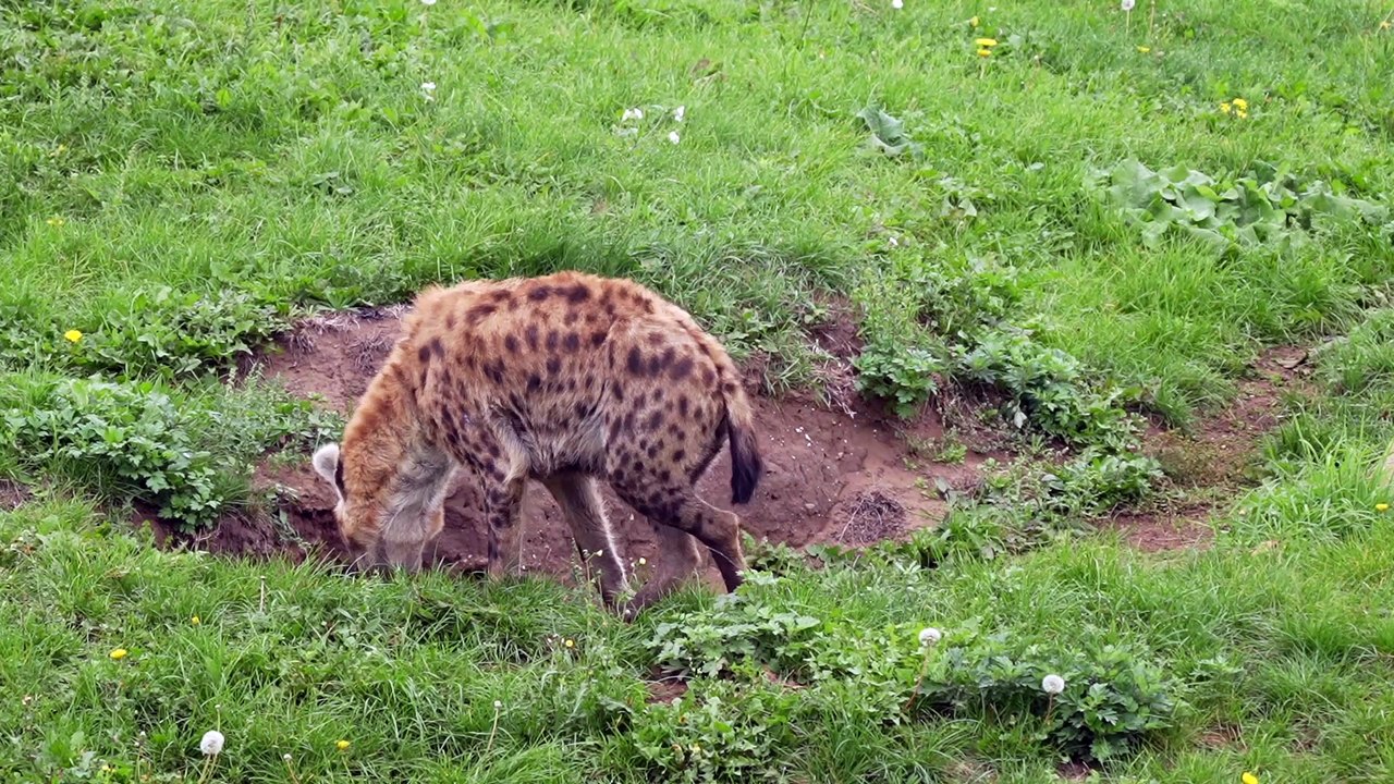 New hyena settles in at Doncaster's Yorkshire Wildlife Park