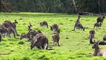 Kangaroos