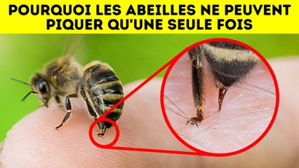 Le sacrifice des abeilles expliqué – un mystère de la nature