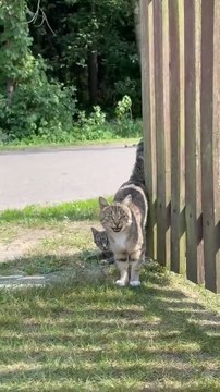 The sweetest cats meet us in the village! #shorts #cat #funny #funnycats #sweetcats #viralcats #cute #trending #fyp