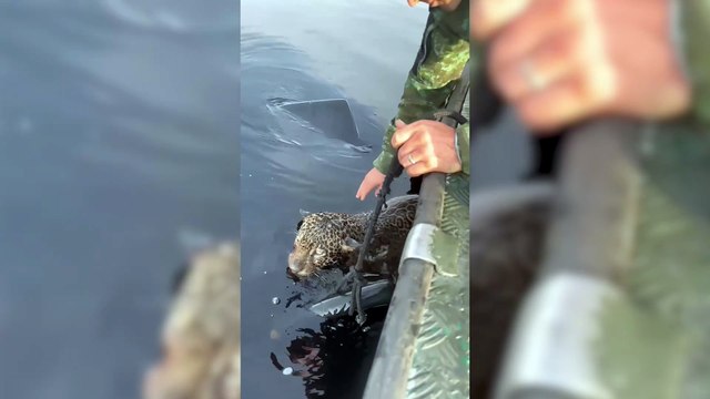 Conmovedor rescate de un jaguar en el Amazonas: tenía heridas de bala