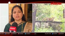 बिबट्यामुळे हैरान नाशिककर यात AI मुळे अजून भर नाशिकर...