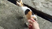 This adorable stray cat is so friendly and affectionate!