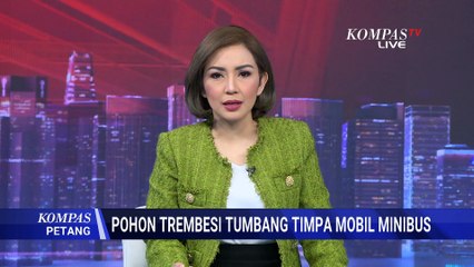 Akar Lapuk, Pohon Trembesi Tumbang Timpa 1 Minibus di Padang | KOMPAS PETANG
