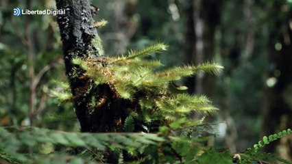 Nature vuelve a romper el relato climático: el aumento del CO₂ impulsa el crecimiento de la Amazonía