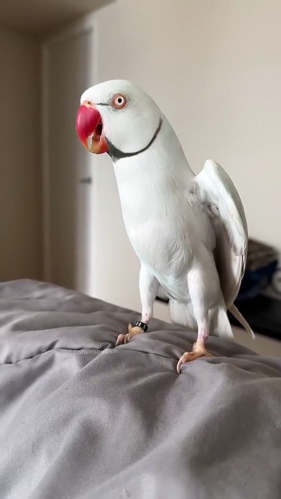 Parrot sibling rivalry.