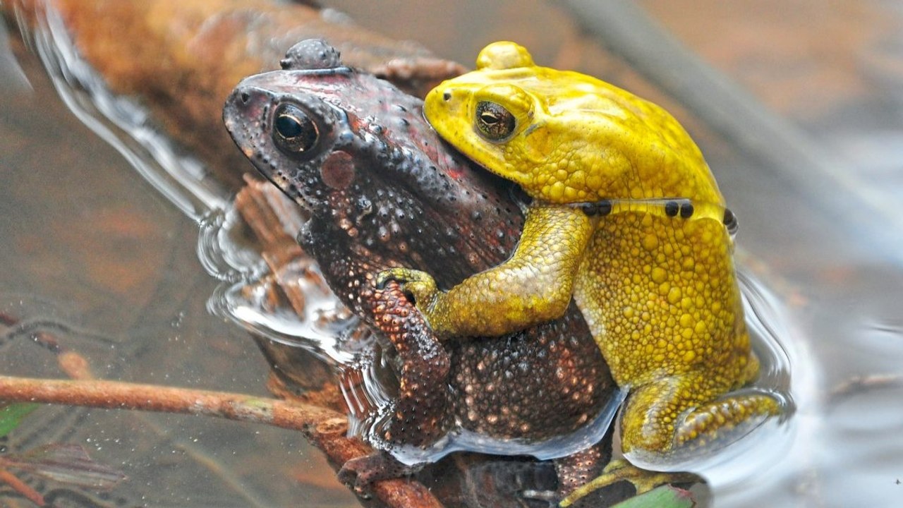 Studie in Wiener Zoo: Farbwechsel hilft Kröten bei der Partnerwahl