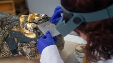 Students repair 2,300-year-old Egyptian mummy as part of university course