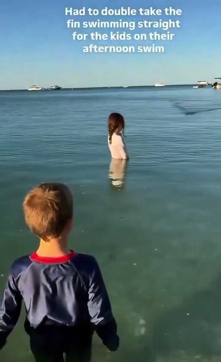 A Magical Moment: Dolphin Swims Up Close to Family at the Beach 🌊🐬