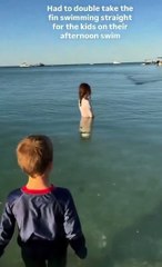 A Magical Moment: Dolphin Swims Up Close to Family at the Beach 🌊🐬
