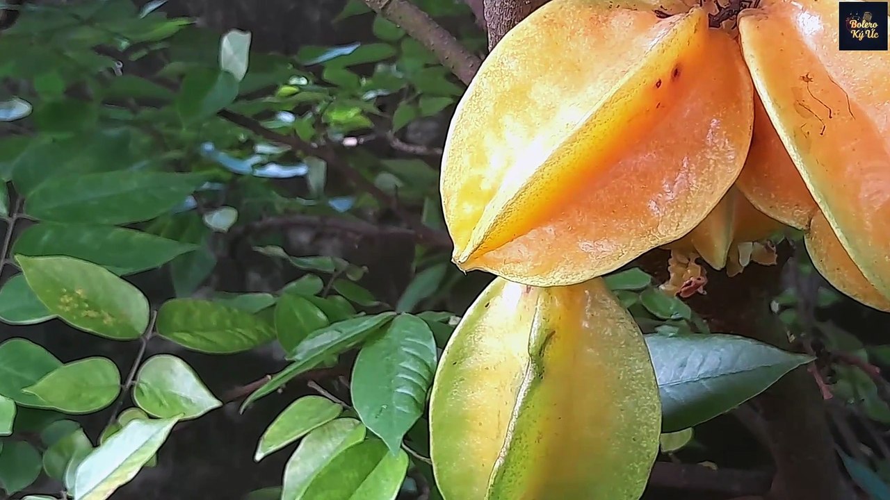 Bolero Ký Ức – Khế Ngọt Vườn Xưa | Ca Khúc Trữ Tình Ngọt Ngào, Đậm Chất Quê Hương