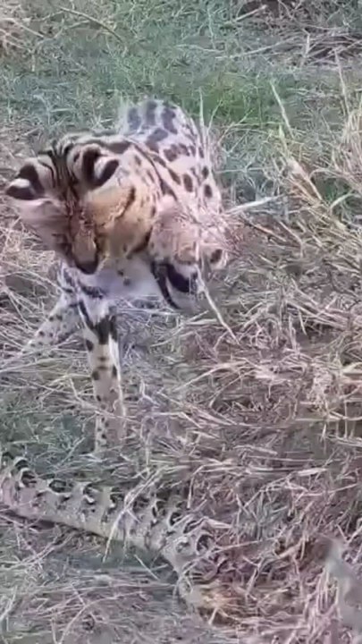 Serval cat vs puffer arder