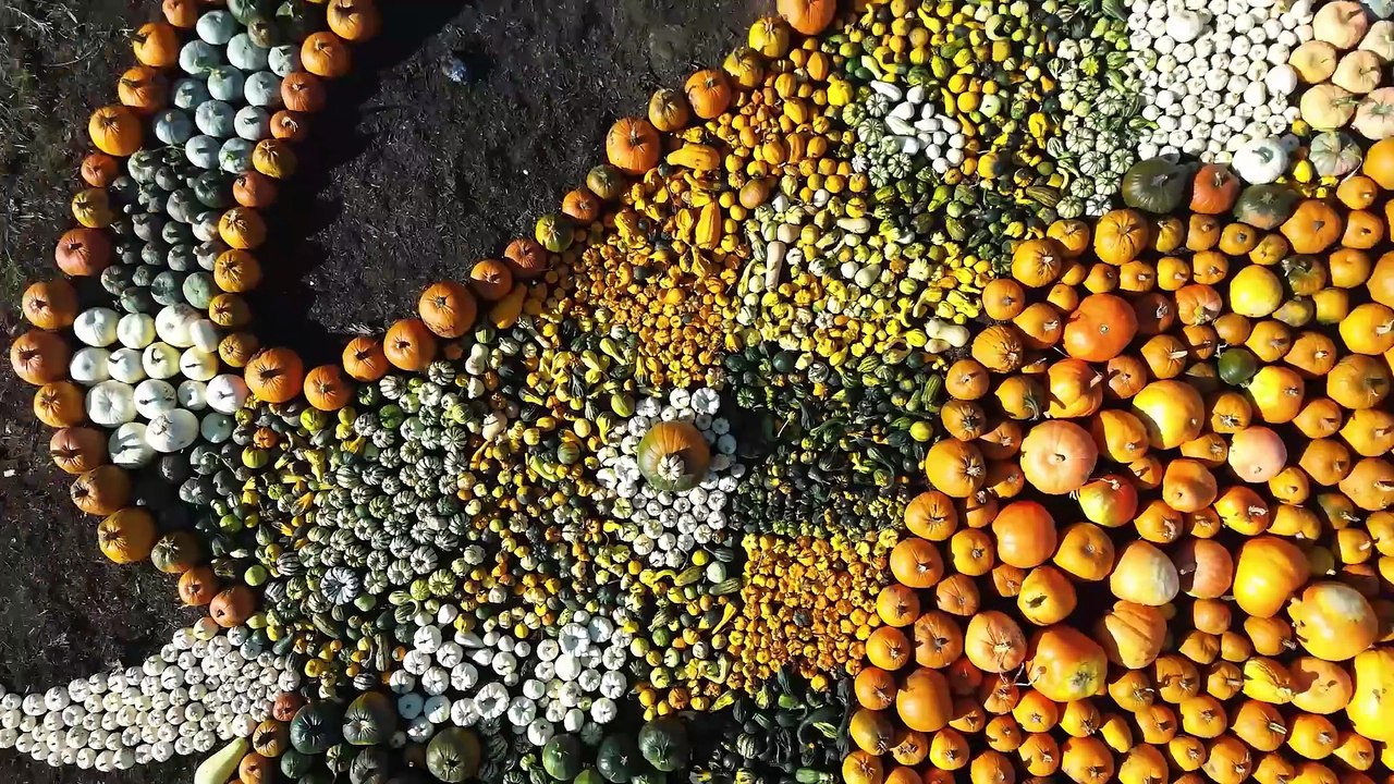 Zoo near Bristol unveils impressive elephant mosaic made of 11k+ pumpkins