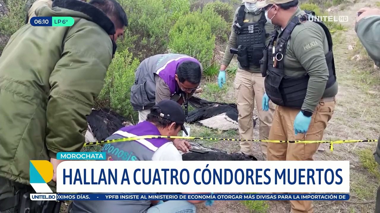 Hallan a cuatro cóndores muertos, se presume que se comieron a un perro que fue envenado