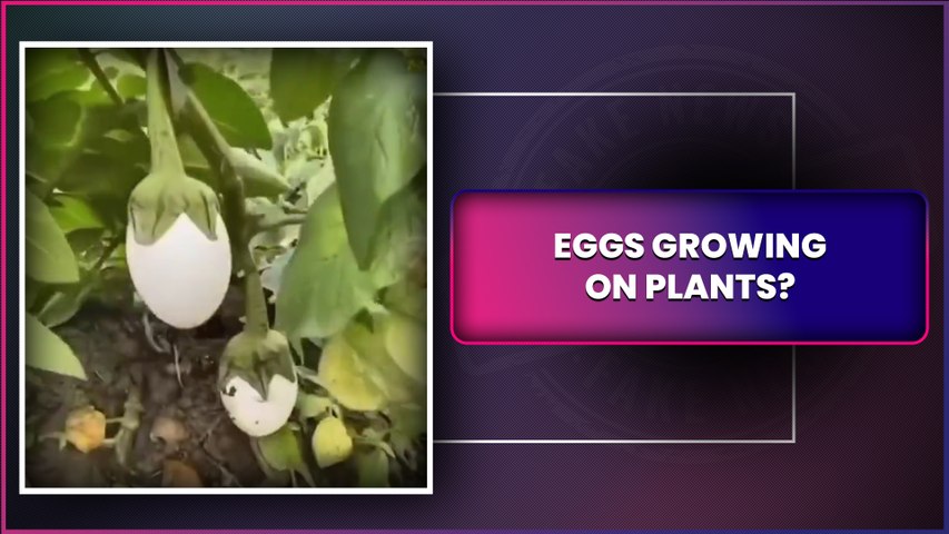 Eggs Can Grow On Plants? Viral Video Shows Man Plucking Eggs, Find Out The Truth