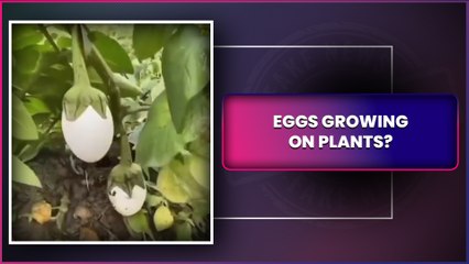 Eggs Can Grow On Plants? Viral Video Shows Man Plucking Eggs, Find Out The Truth