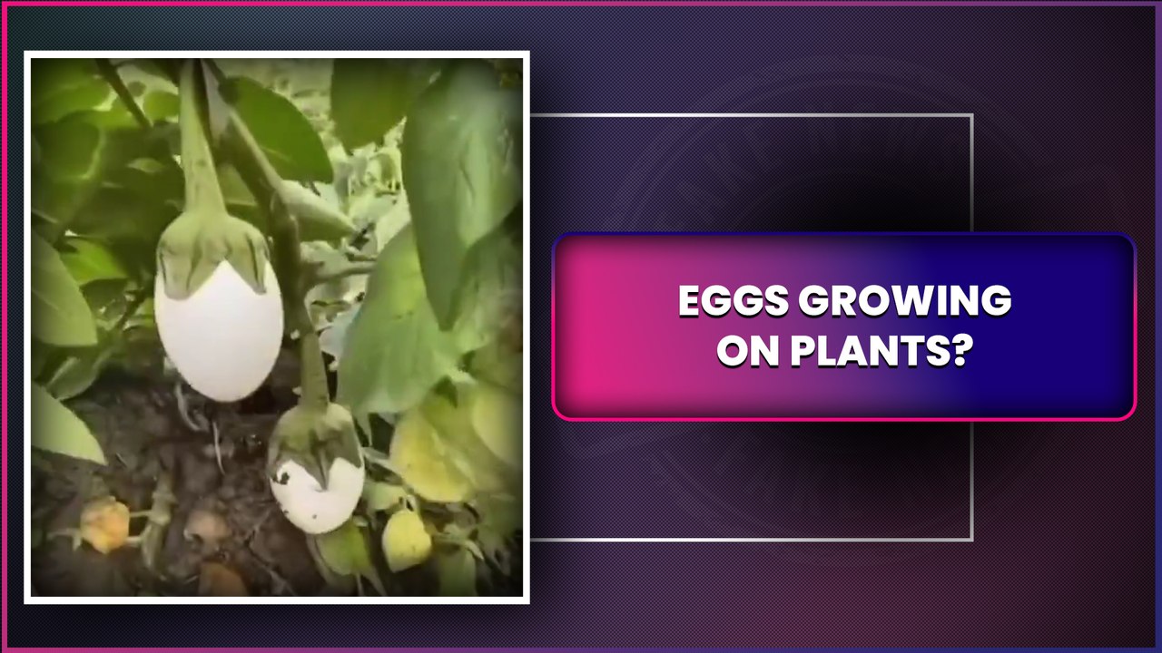Eggs Can Grow On Plants? Viral Video Shows Man Plucking Eggs, Find Out The Truth