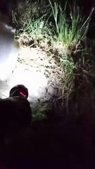 Quatro filhotes de jacaré foram soltos no rio Poti