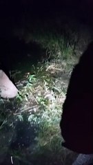 Cinco jacarés adultos foram soltos no rio Poti