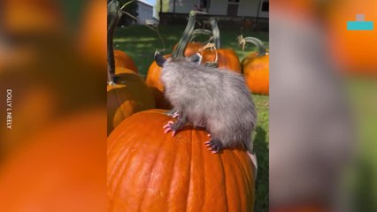Adorable Opossums Celebrate Halloween with Pumpkin Fun 🎃