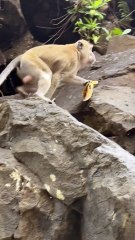 LES SINGES en liberté à Maurice