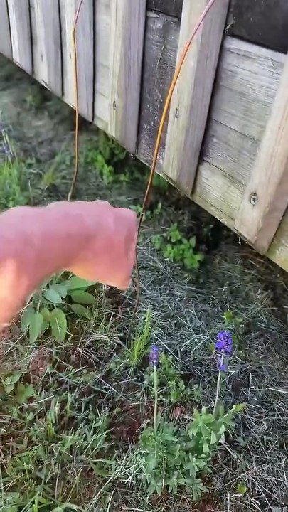 Man uses Copper Wire Abductors to assist his plants growth...