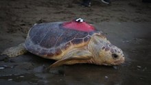 Caretta caretta 'Tuba', iki ayda 7 bin 500 kilometre katetti