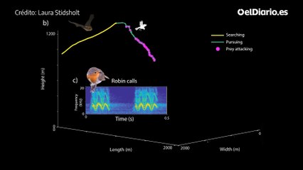 Visualización del ataque del murciélago a un ave en pleno vuelo