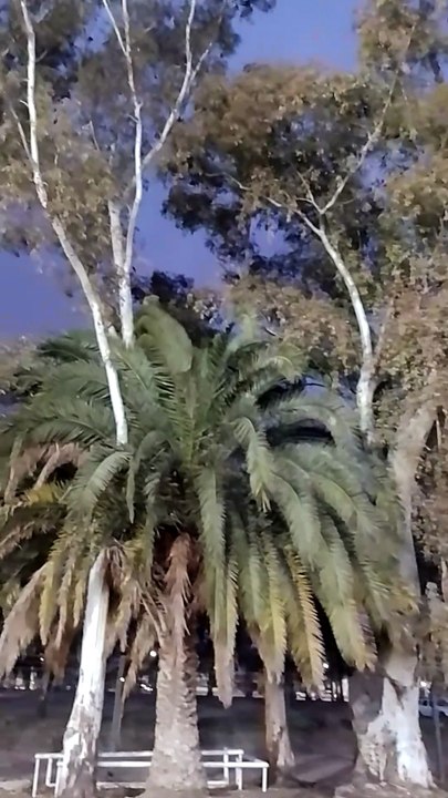 Loros en el Parque de Mayo