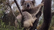 Welcome to Australia 🇦🇺  beautiful koala on a tree