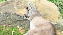 Kangaroo resting