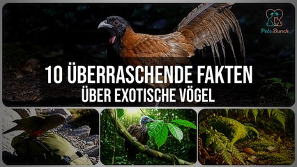 10 Überraschende Fakten über Exotische Vögel, die du kennen musst!