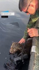 Veterinarios rescatan a un jaguar en el Río Negro