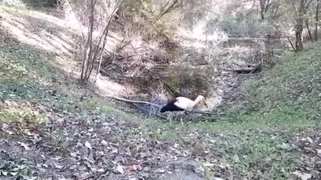 Dopo dieci giorni di cure con vitamine e integratori la cicogna torna libera