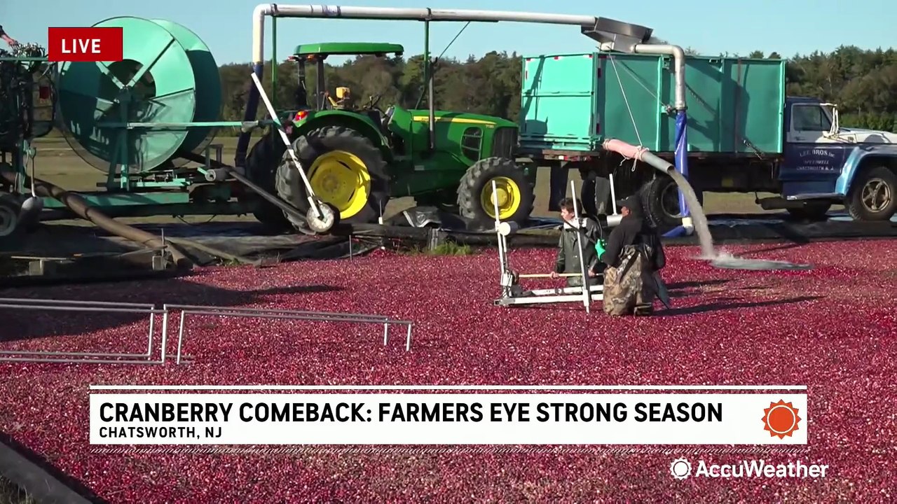 Cranberry comeback